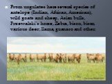 From ungulates here several species of antelope (Indian, African, American), wild goats and sheep, Asian bulls, Przewalski's horse, Zebra, bison, bison, various deer, llama, guanaco and other.