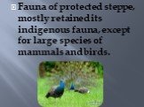 Fauna of protected steppe, mostly retained its indigenous fauna, except for large species of mammals and birds.