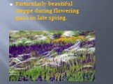 Particularly beautiful steppe during flowering grass in late spring.