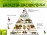 The Healthy Eating Pyramid is a simple, trustworthy guide to choosing a healthy diet. Its foundation is daily exercise and weight control, since these two related elements strongly influence your chances of staying healthy. The Healthy Eating Pyramid builds showing that you should eat more foods fro