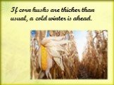 If corn husks are thicker than usual, a cold winter is ahead.