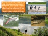 The wet tundra in the delta, which floods each spring, is an important area for nesting and migrating birds, and also supports a rich fish population. There are 92 planktonic species, 57 benthic species, and 38 species of fish in the river. Sturgeon, burbot, chum salmon, Coregonus autumnalis, Stenod