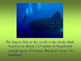 The largest fish in the world is the whale shark. It grows to about 12,5 metres in length and weight up to 25 tonnes. But don’t worry! It’s harmless!