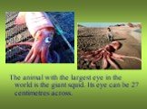 The animal with the largest eye in the world is the giant squid. Its eye can be 27 centimetres across.