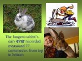 The longest rabbit’s ears ever recorded measured 77 centimetres from top to bottom