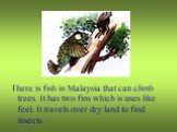 There is fish in Malaysia that can climb trees. It has two fins which is uses like feet. It travels over dry land to find insects.