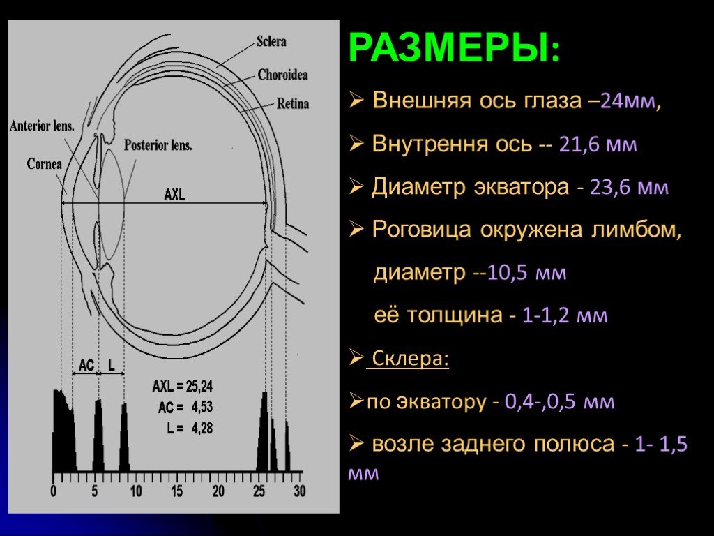 Размер глаза. Размер глазного яблока. Размер человеческого глаза. Нормальный диаметр глаза. Диаметр человеческого глаза.