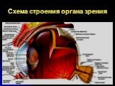 Схема строения органа зрения