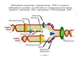 ДНК-геликазы расплетают двухцепочечную ДНК, что является необходимым условием для большинства молекулярно-генетических процессов: репликация ДНК, транскрипция РНК и репарация ДНК. (из en.wikipedia.org)