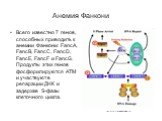 Анемия Фанкони. Всего известно 7 генов, способных приводить к анемии Фанкони: FancA, FancB, FancC, FancD, FancE, FancF и FancG. Продукты этих генов фосфорилируются ATM и участвуют в репарации ДНК и задержке S-фазы клеточного цикла.