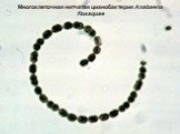 Многоклеточная нитчатая цианобактерия Anabaena flosaquae