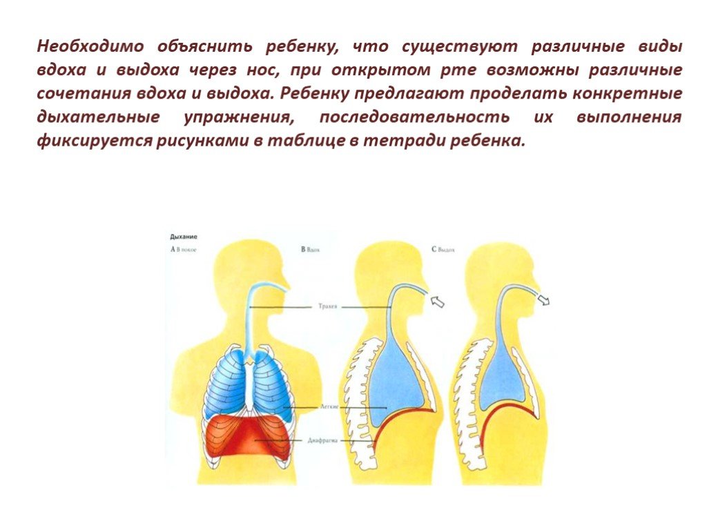 Дыхание через рот через нос. Дифференциация носового и ротового дыхания. Путь воздуха при вдохе и выдохе. Дифференциация ротового и носового дыхания при ринолалии. Фонационное дыхание при ринолалии.