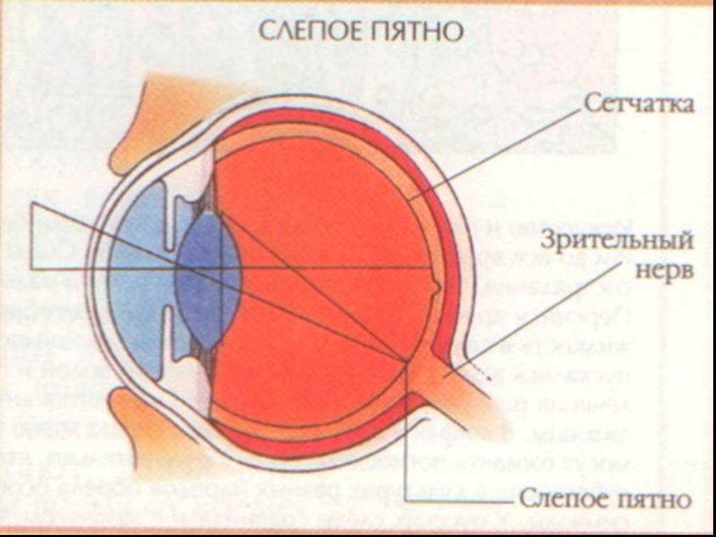 Слепого пятна сетчатки глаза. Зрительный анализатор слепое пятно. Слепое пятно глаза анатомия. Сетчатка слепое пятно функции. Строение глаза слепое пятно.
