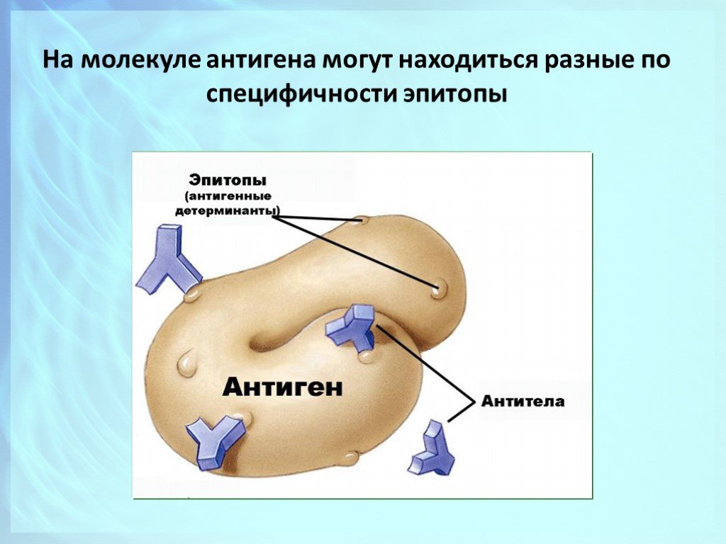 Основные группы антигенов. Строение антигена. Молекула антигена. Структура антигена эпитоп. Антигенные детерминанты строение.