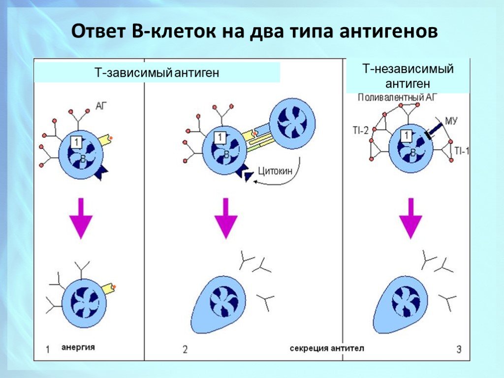 Схема гуморального иммунного ответа на т зависимые и т независимые антигены