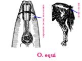 O. equi. передний конец тела самки. зачёс хвоста