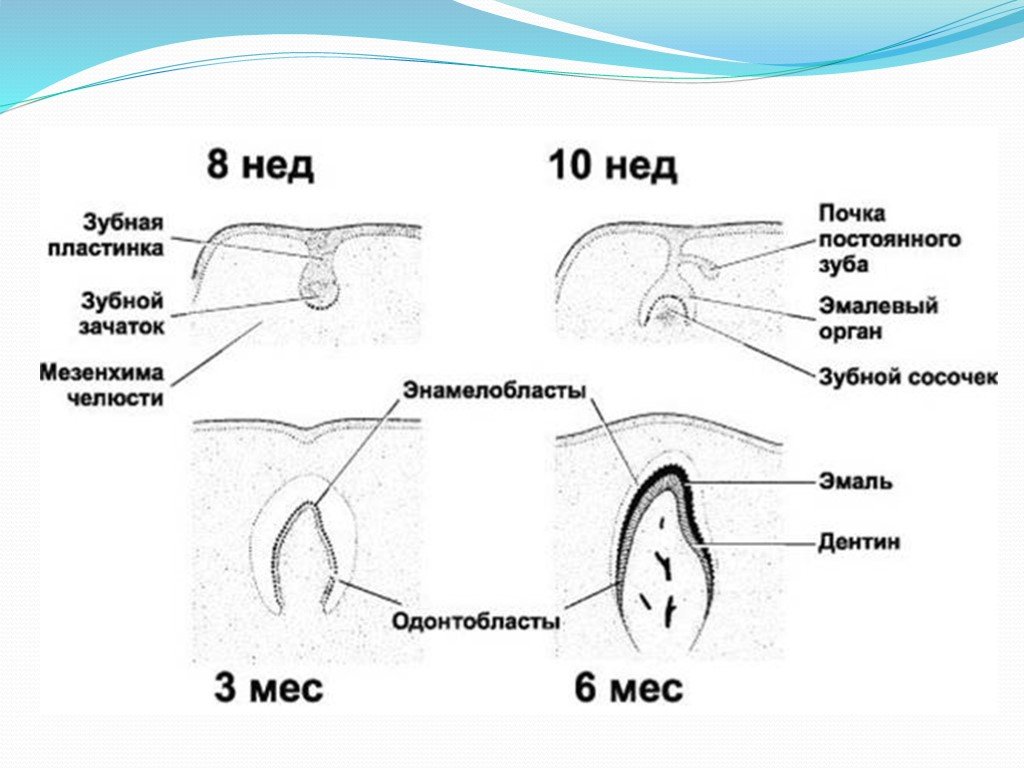 Развитие зуба схема гистология