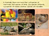 In Australia there are more than 378 species of mammals, 828 species of birds, 300 species of lizards, 140 species of snakes and two species of crocodiles.