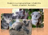 Koala is is a marsupial bear inhabit the forests of eastern Australia.