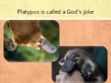 Platypus is called a God’s joke