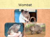 Wombat