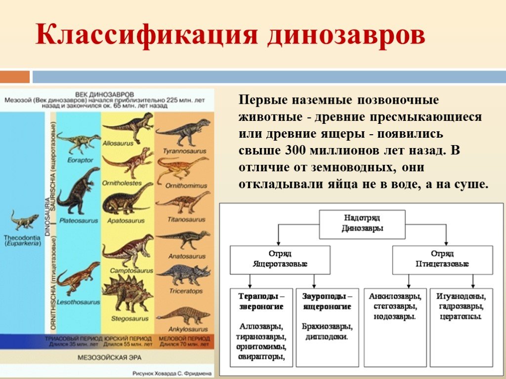 В какой последовательности появлялись животные. Классификация динозавров. Систематика динозавров. Классификация древних пресмыкающихся. Классификация древних рептилий.