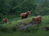 Здесь обитают знаменитые шотландские "волосатые коровы"!