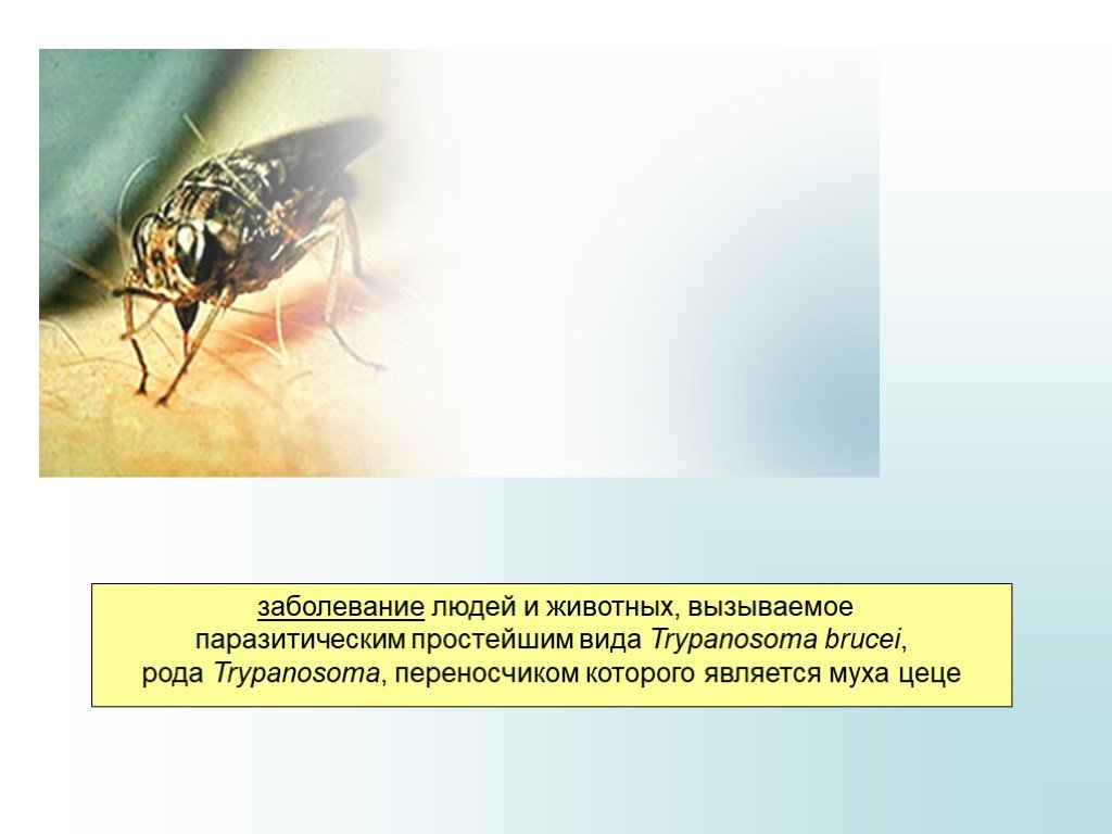 Основной хозяин муха цеце основной хозяин человек. Сонная болезнь Муха ЦЕЦЕ. Сонная болезнь от мухи ЦЕЦЕ. Заболевания человека и животных вызываемые простейшими.