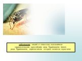заболевание людей и животных, вызываемое паразитическим простейшим вида Trypanosoma brucei, рода Trypanosoma, переносчиком которого является муха цеце