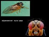 африканская муха цеце