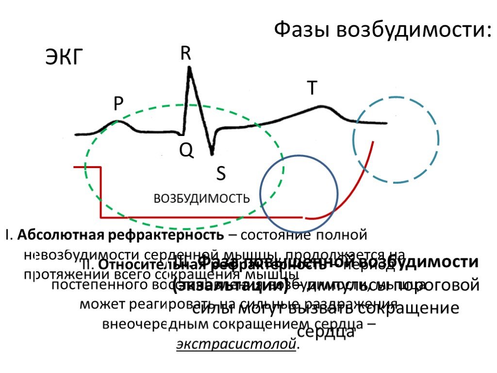 Функции возбудимости. Фазы рефрактерности сердца. Абсолютная рефрактерность сердечной мышцы это. Возбудимость сердечной мышцы.