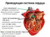 Проводящая система сердца. Сино-атриальный (СА узел), предсердный водитель ритма 1 порядка (70-80 циклов/мин). Атрио-вентрикулярный (АВ-узел) предсердно-желудочковый узел Ашоффа-Тавара водитель ритма 2 порядка 40 циклов /мин. Пучок и ножки Гиса, волокна Пуркинье водитель ритма 3 порядка 20-30 циклов