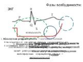 Фазы возбудимости: I. Абсолютная рефрактерность – состояние полной невозбудимости сердечной мышцы, продолжается на протяжении всего сокращения мышцы. P Q R S T ЭКГ ВОЗБУДИМОСТЬ. II. Относительная рефрактерность – период постепенного восстановления возбудимости, мышца может реагировать на сильные раз