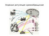 Нервная регуляция кровообращения