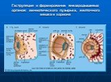 Гаструляция и формирование внезародышевых органов: амниотического пузырька, желточного мешка и хориона