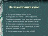 По локализации язвы: 1. Желудок: кардиальная часть, субкардиальная часть, малая кривизна, большая кривизна, тело желудка, передняя стенка, задняя стенка, антральная часть. 2. Двенадцатиперстная кишка: луковица, постбульбарный отдел, передней, задней, верхней, нижней стенок. 3. Сочетанные язвы желудк