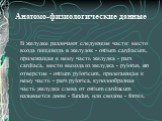 Анатомо-физиологические данные. В желудке различают следующие части: место входа пищевода в желудок - ostium cardiacum, прилежащая к нему часть желудка - pars cardiaca, место выхода из желудка - pylorus, его отверстие - ostium pyloricum, прилегающая к нему часть - pars pylorica, куполообразная часть