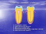 Возрастные изменения в зубах. Стираемость эмали Увеличение слоя дентина Обнажение шейки зуба Уменьшение полости зуба и корневых каналов Увеличение слоя цемента