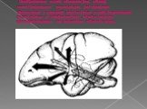 Изображение мозга обезьяны (вид сбоку), иллюстрирующее восходящую ретикулярную формацию в средней части ствола мозга, получающую коллатерали от афферентных путей и широко проецирующуюся на различные области коры.