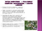 Листья наперстянки — Folia Digitalis семейство норичниковых — Scrophu-lariaceae. Растения. Наперстянка пурпуровая — D.purpurea L.; наперстянка круп-ноцветковая — D.grandfflora Mill. Сырье — Folia Digitalis — получают от описанных двух видов наперстянки — пурпуровой и крупноцветковой, влаги не более 