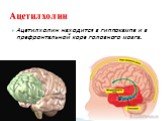 Ацетилхолин находится в гиппокампе и в префронтальной коре головного мозга. Ацетилхолин