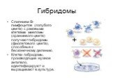 Слиянием B-лимфоцитов (голубого цвета) с раковыми клетками миеломы (оранжевого цвета) получают гибридомы (фиолетового цвета), способные к бесконечному делению. Клетки гибридомы, производящие нужное антитело, идентифицируют и выращивают в культуре.