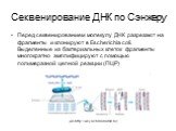 Перед секвенированием молекулу ДНК разрезают на фрагменты и клонируют в Escherichia coli. Выделенные из бактериальных клеток фрагменты многократно амплифицируют с помощью полимеразной цепной реакции (ПЦР). (из http://wsyachina.narod.ru)