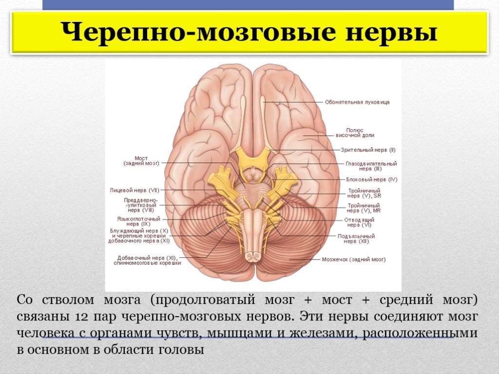 Промежуточный черепной нерв. 12 Пар черепно-мозговых нервов на стволе. Ствол мозга и Черепные нервы анатомия. Головной мозг 12 пар черепно мозговых нервов. Строение Черепного мозга.