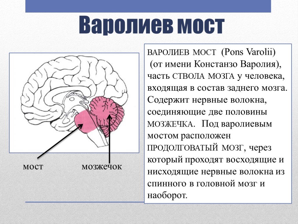 Мост мозга состоит из. Отделы мозга варолиев мост. Строение головного мозга варолиев мост. Задний мозг варолиев мост. Функции варолиеаого моста.
