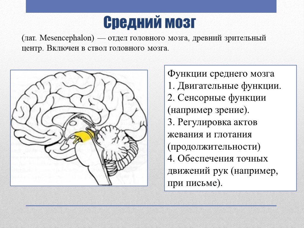 Структура головного мозга включает. Головной мозг строение средний мозг. Строение и функции отделов головного мозга: средний. Основные центры среднего мозга. Строение отдела среднего мозга.