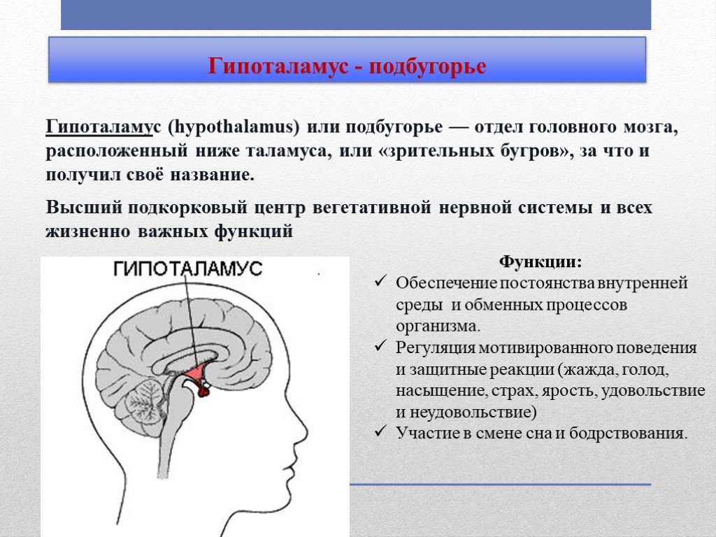 Гипофиз функции мозг. Гипофиз эпифиз таламус. Отделы головного мозга таламус и гипоталамус. Функции гипоталамуса головного мозга. Отделы мозга гипоталамус гипофиз.