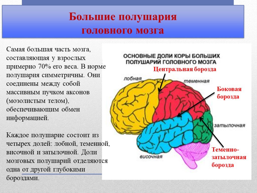 Большие полушария головного мозга функции и строение. Основные отделы головного мозга большой мозг анатомия. Отделы головного мозга и доли полушарий. Структуры полушарий большого мозга. Большие полушария головного мозга строение.