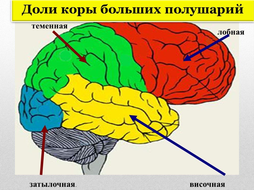 6 долей мозга. Строение лобной доли коры головного мозга. Строение затылочной доли коры больших полушарий.