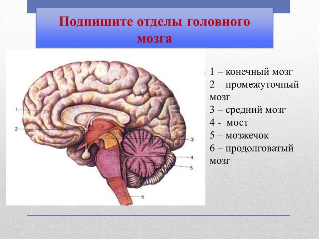 Укажите названия головного мозга. Отделы головного мозга конечный мозг. Отделы мозга ствол конечный мозг. Конечный и промежуточный отдел головного мозга. Структура конечного мозга в головном мозге.